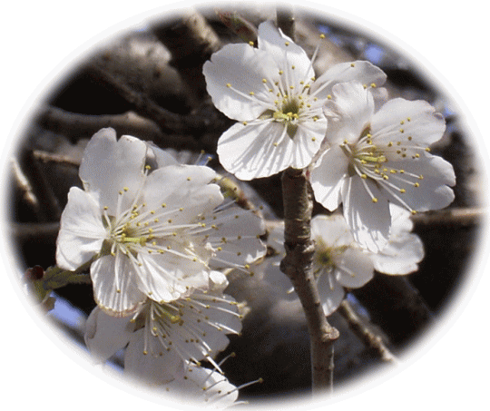 オウトウ（桜桃）の花