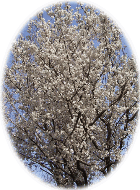 オウトウ（桜桃）の木
