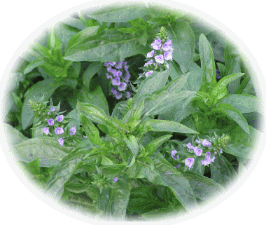 薄紫の花の水草