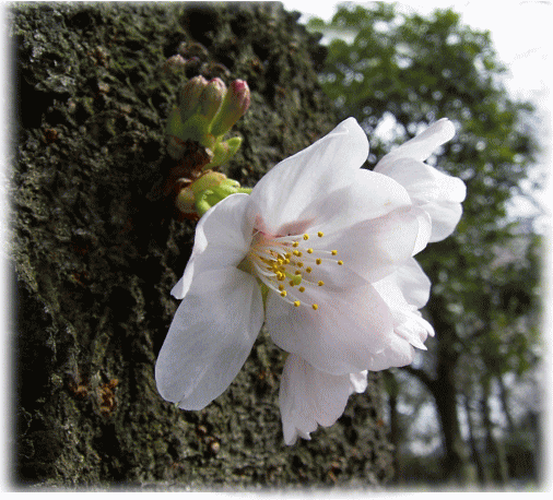 新芽　サクラ（桜）　ソメイヨシノ（染井吉野）