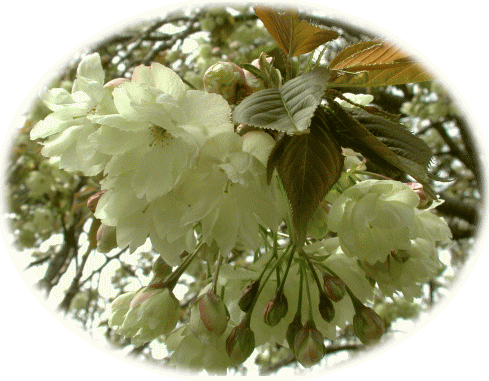 ウコンザクラ（鬱金桜）