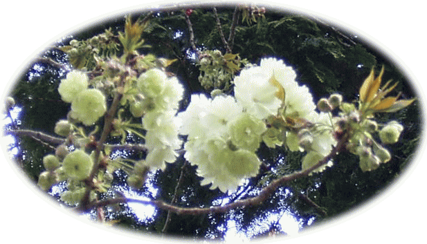ウコンザクラ（鬱金桜）