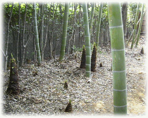 竹と竹の子