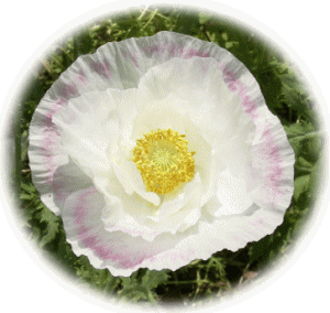 ポピ−　ヒナゲシ（雛罌粟）　虞美人草　　白にピンクのフリルの花