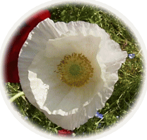 ポピ−　ヒナゲシ（雛罌粟）　虞美人草　白い花