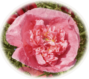 ポピ−　ヒナゲシ（雛罌粟）　虞美人草　ピンクの八重花