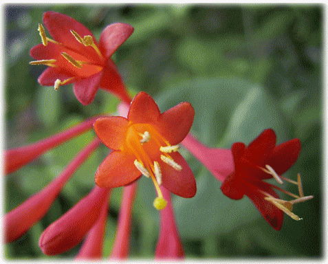 ツキヌキニンドウ（（突貫忍冬）　赤い花と、花の下の丸い葉