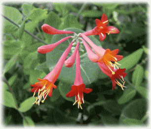ツキヌキニンドウ（突貫忍冬）　赤い花と、花の下の丸い葉と、ふつうの葉と茎