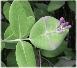ツキヌキニンドウ（突貫忍冬）　花のつぼみと、花の下の丸い葉
