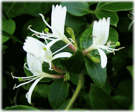 スイカズラ（忍冬　吸葛　金銀花）　白い花