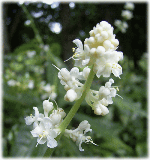 ヤブミョウガ（藪茗荷）　フラワ−ジンジャ−　白い花