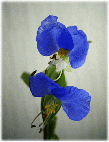 青い花　ツユクサ（露草）　ひとつのさやから重なって咲く