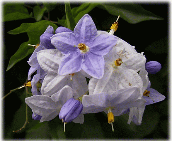 ヤマホロシ　白と薄紫の花