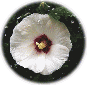 ムクゲ（木槿）　白い花　中央が赤