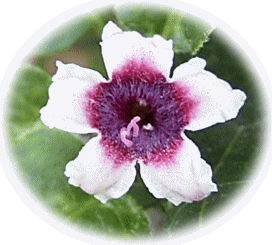 ヤイトバナ（灸花）、ヘクソカズラ　白い花　中央が赤