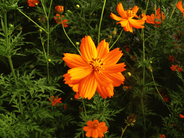 コスモスの花　オレンジ色