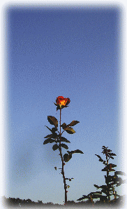 空に伸びる２メ−トル以上のバラ（薔薇）の花