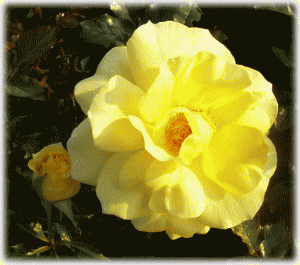 黄色いバラ（薔薇　ばら）