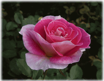 新種のピンクのグラデ−ションカラ−のバラ（薔薇　ばら）の花