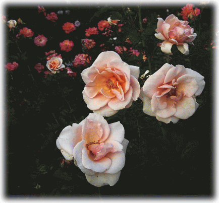 新種のサ−モン・ピンクのバラ（薔薇　ばら）の花