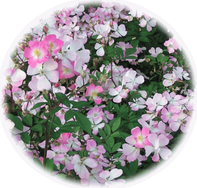 バラ（薔薇　ばら）　サクラ（桜）に似た５弁のピンクの新種　神代植物園