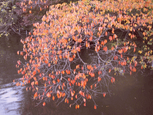 泳ぐカモたちを覆う、水辺の紅葉