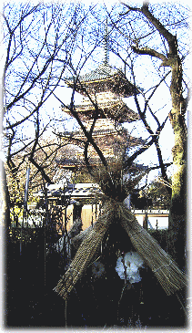 上野東照宮の五重塔と、寒牡丹、冬ボタン