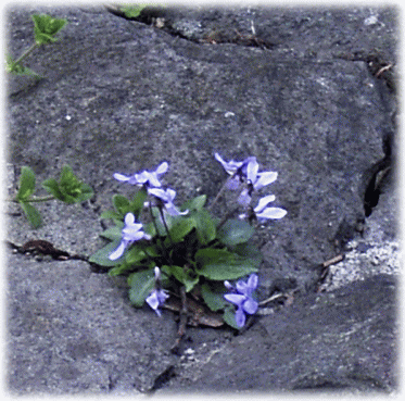 石垣から咲く、薄紫のスミレ（菫　すみれ）の花