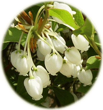 ドウダン　ツツジ（満天星　躑躅）　白い花