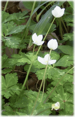 ニリンソウ（二輪草）　白い花
