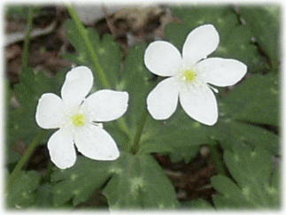 ニリンソウ（二輪草）　白い花