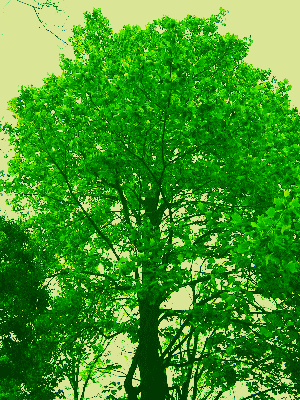 ユリノキ（百合の樹）の木と花　英名はチューリップの木、別名は半纏（はんてん）の木。モクレン科