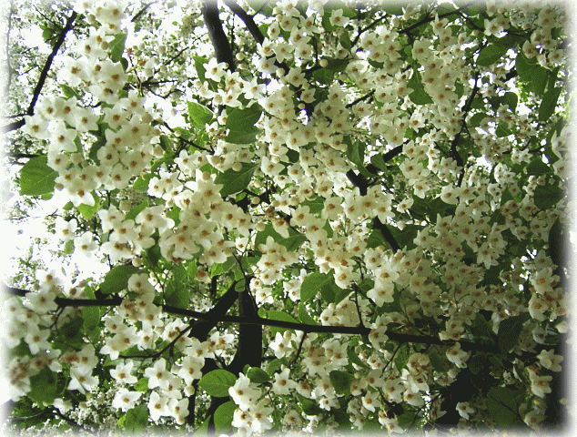 エゴノキ（エゴの木）　満開　白い花