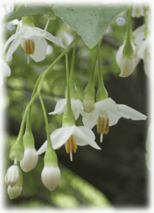 エゴノキ　花とつぼみ　白