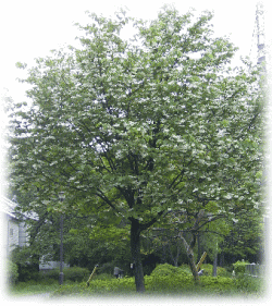 ハクウンボク（白雲木）　木の全景