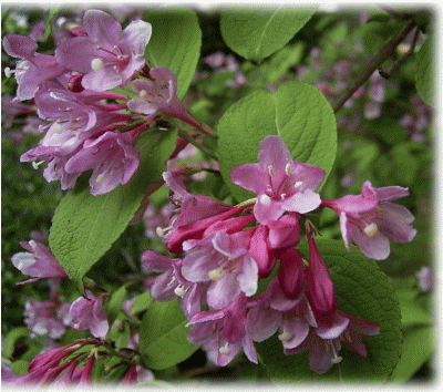 ベニウツギ（紅空木　べにうつぎ）　ピンクの花