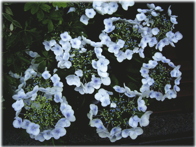 ガクアジサイ（額紫陽花　がくあじさい）の白い花