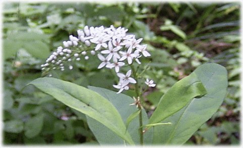 オカトラノオ（岡虎の尾）　白い小さな花が円錐形に密集