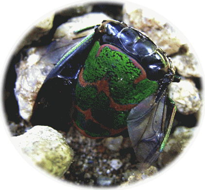 アカスジキンカメムシ（赤筋金亀虫）