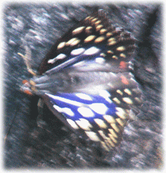 オオムラサキ　国蝶（こくちょう）のチョウ（蝶）
