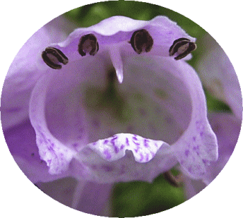 カクトラノオ　角虎の尾（かくとらのお）　ハナトラノオ　ピンク　花