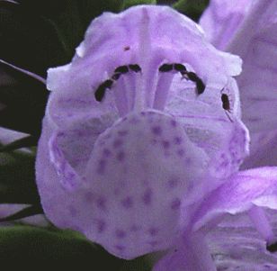 カクトラノオ　角虎の尾（かくとらのお）　ハナトラノオ　ピンク　花