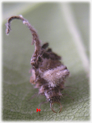 クサカゲロウ（草蜻蛉）の幼虫