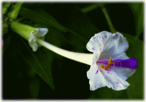 オシロイバナ（白粉花　おしろいばな）　夕化粧（ゆうげしょう）　二重咲き