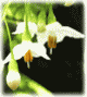 白い花　エゴノキ