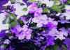 ニオイバンマツリ(匂蕃茉莉 においばんまつり) 紫､淡紫から白色に変化する ナス科
